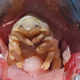 Imagen: Especies Chilenas.